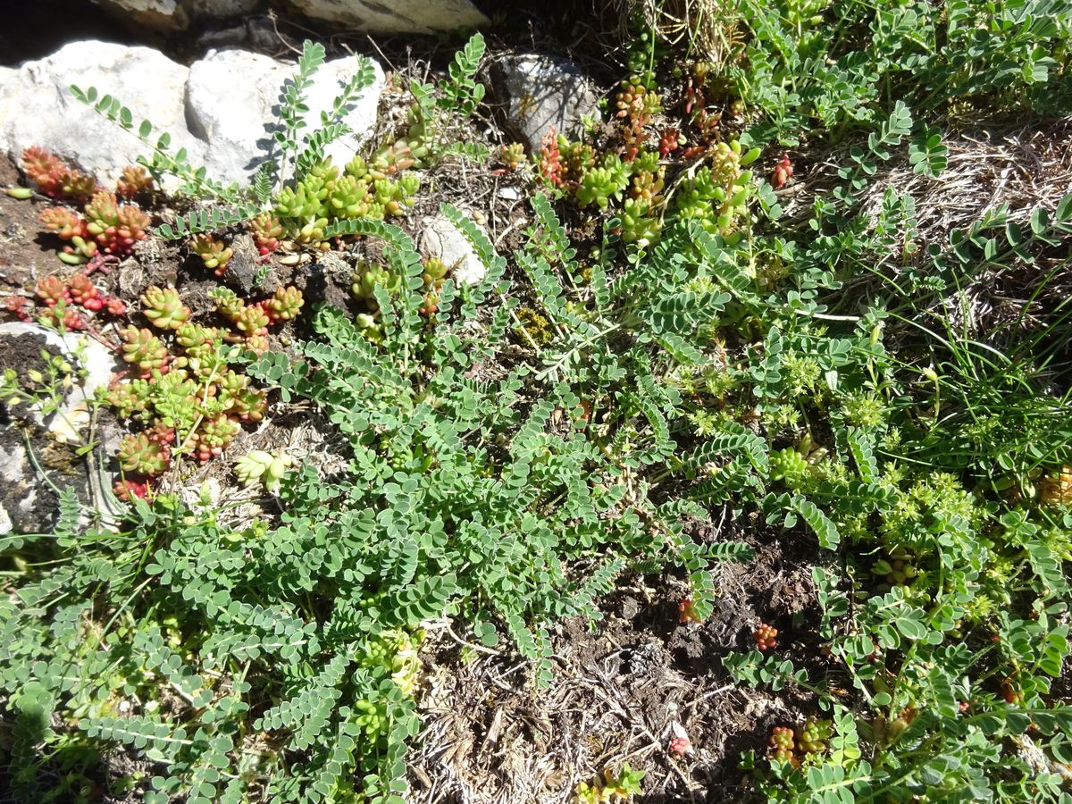 Astragalus depressus (Fabaceae)